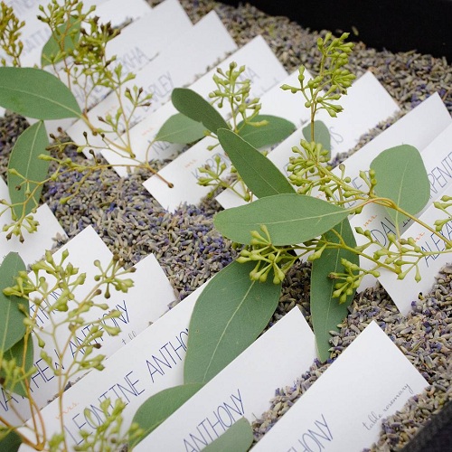 Charming Bed Of Lavender